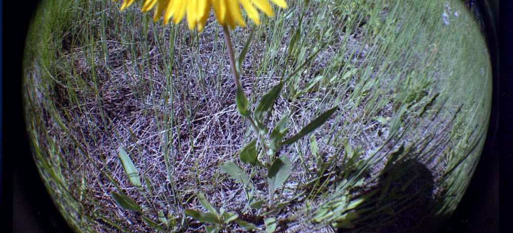 Miniaturyzacja "rybiego oka" 