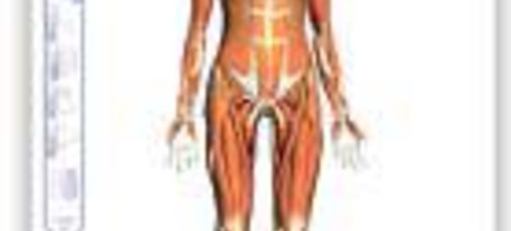 Google Body Browser - wirtualny atlas anatomiczny