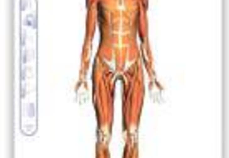 Google Body Browser - wirtualny atlas anatomiczny